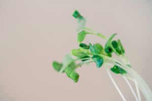 Dentiste-Foret-des-Sourires-Micro-nutrition